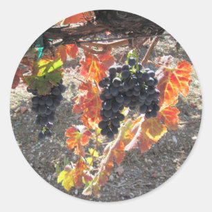 Zenaida Grapes Ready for Harvest Classic Round Sticker
