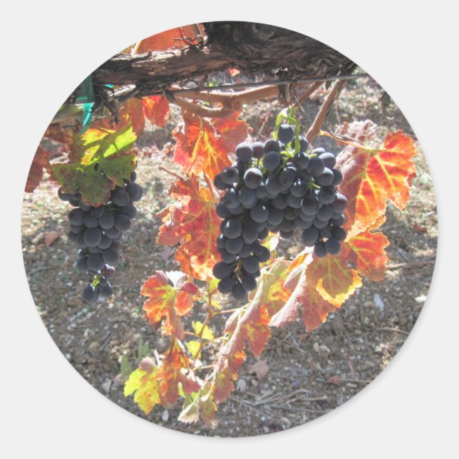 Zenaida Grapes Ready for Harvest Classic Round Sticker (Front)