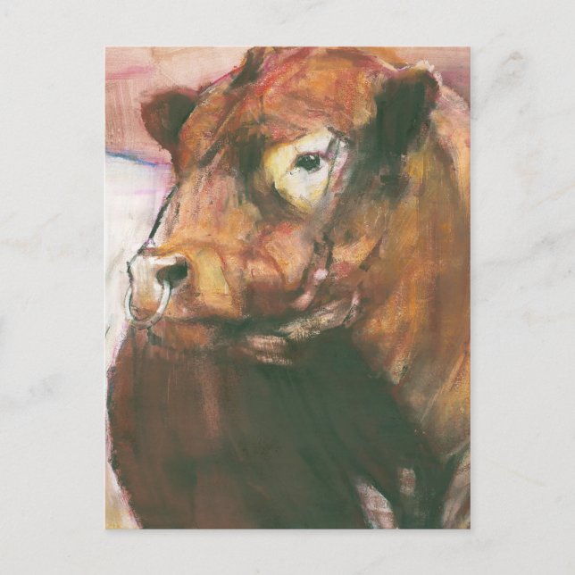 Zeus Red Belted Galloway Bull 2006  2 Postcard (Front)
