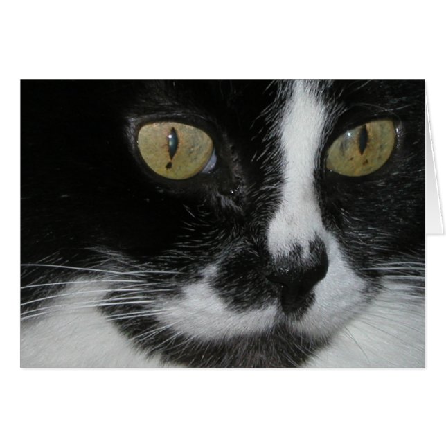 Zewa (Front Horizontal)