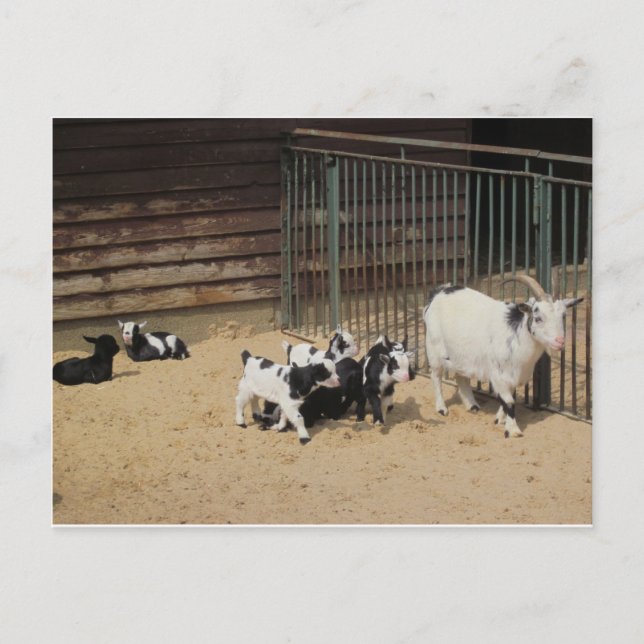 Ziegenfamilie Postcard (Front)