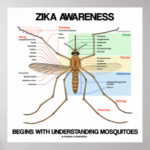 Zika Awareness Begins Understanding Mosquitoes Poster