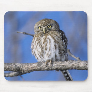 Zimbabwe. Close-up of pearl spotted owl Mouse Mat