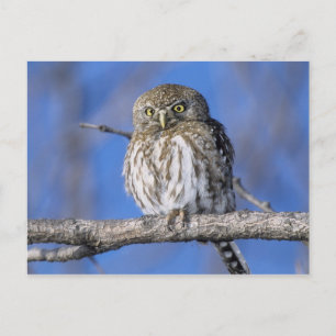 Zimbabwe. Close-up of pearl spotted owl on Postcard
