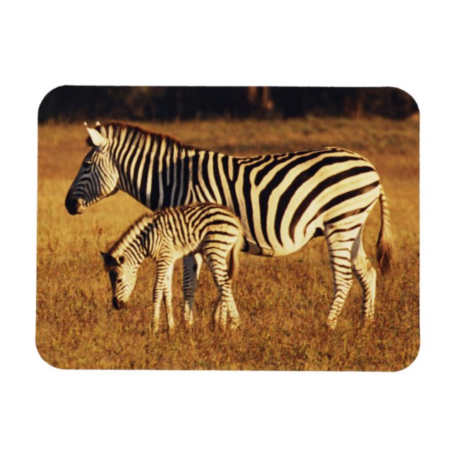 Zimbabwe, Hwange National Park, Linkwasha Magnet (Horizontal)