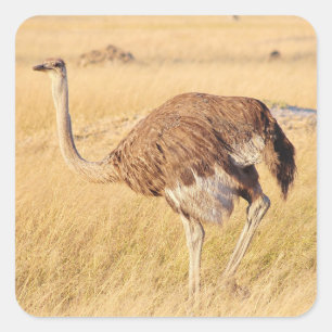 Zimbabwe Ostrich Safari on Display Stickers
