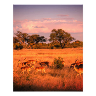 Zimbabwe the pure nature of the antelope poster