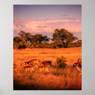 Zimbabwe the pure nature of the antelope poster