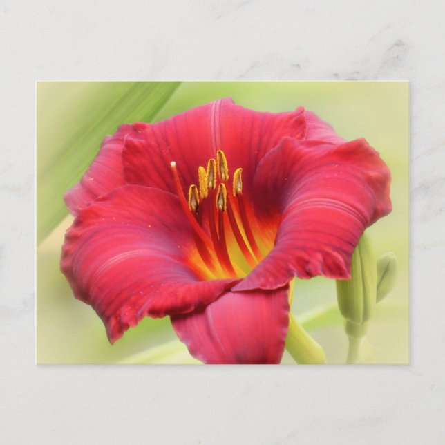 Zinger Daylily Postcard (Front)