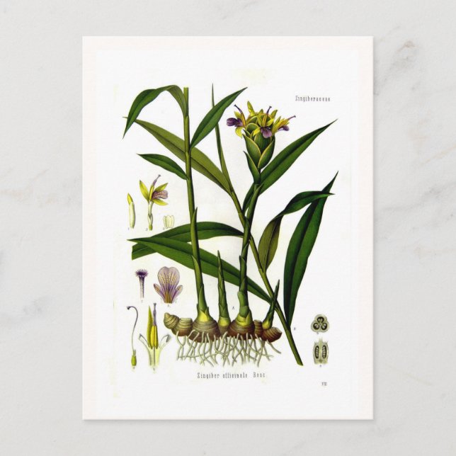 Zingiber officinalis (ginger) postcard (Front)