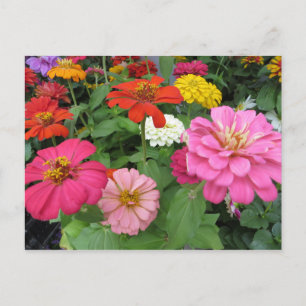 Zinnia  Bundle Postcard