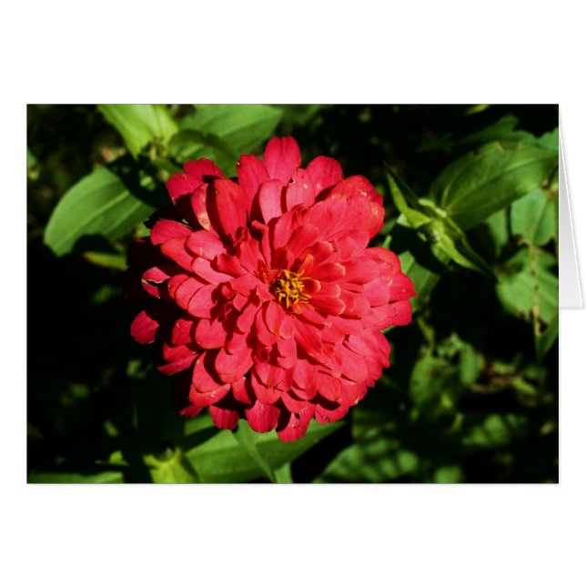 "zinnia" by Larry Coressel (Front Horizontal)