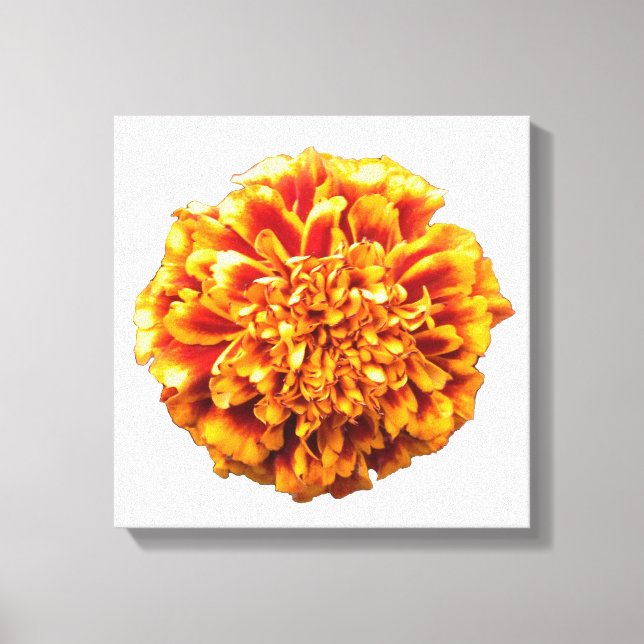 Zinnia Canvas Print (Front)