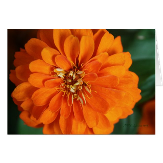 Zinnia Card (Front Horizontal)