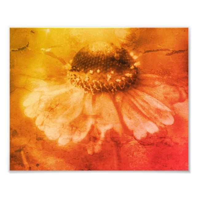 Zinnia Daisy Flower Sepia Vintage Distressed 8x10 Photo Print (Front)