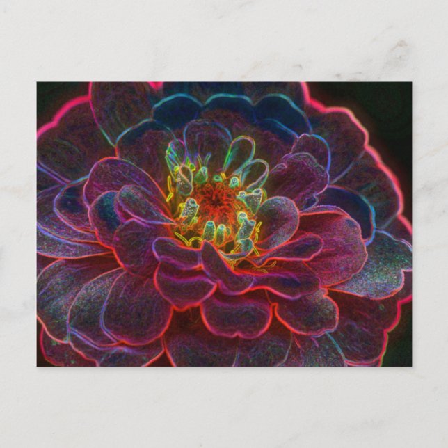 Zinnia Digital Art Flower Photography Postcard (Front)