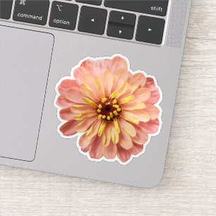 Zinnia Floral Flower Nature Photography