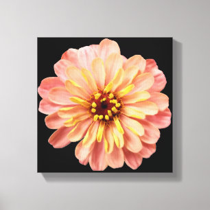Zinnia Floral Flower Nature Photography on Black Canvas Print