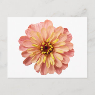 Zinnia Floral Flower Nature Photography Postcard