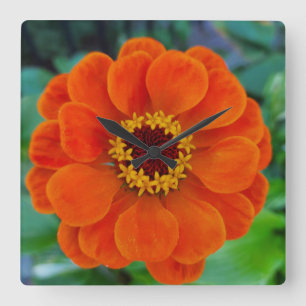 Zinnia flower orange clock