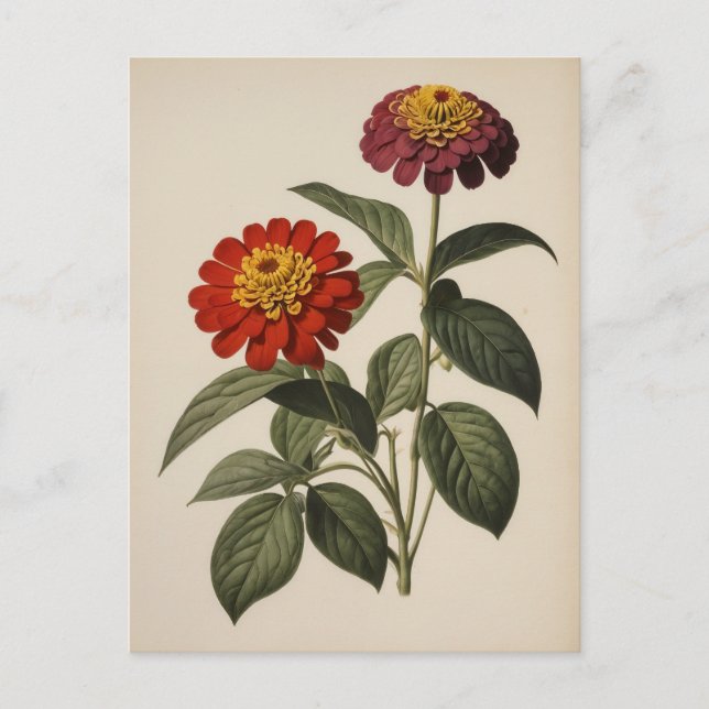 Zinnia illustration postcard (Front)