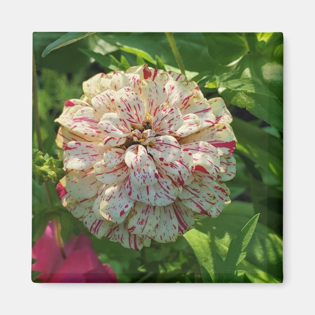 Zinnia magnet (Front)