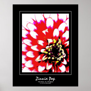 Zinnia Pop Poster