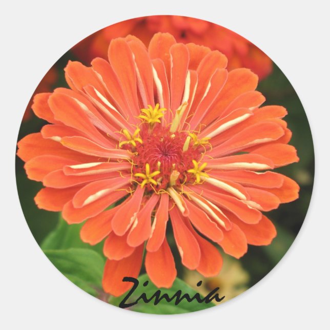 Zinnia Sticker (Front)