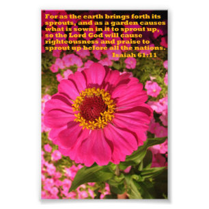 Zinnia with Isaiah 61:11 Photo Print