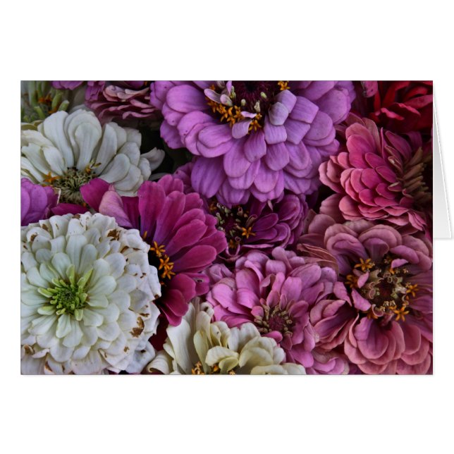 Zinnias (Front Horizontal)