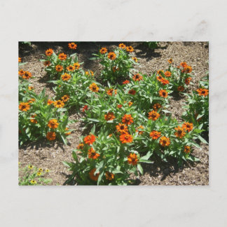 Zinnias Postcard
