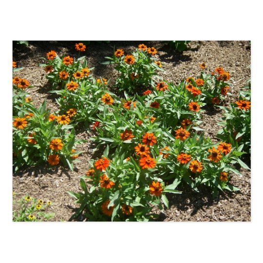 Zinnias Postcard