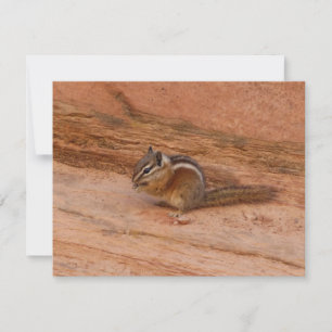 Zion Chipmunk on Red Rocks