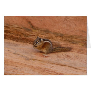 Zion Chipmunk on Red Rocks