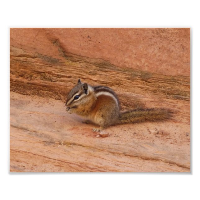 Zion Chipmunk on Red Rocks Photo Print (Front)