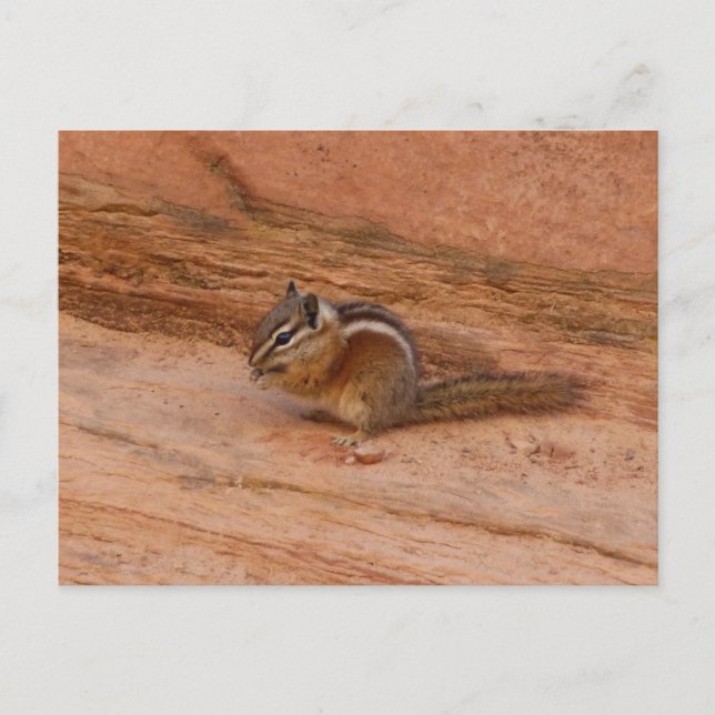 Zion Chipmunk on Red Rocks Postcard (Front)