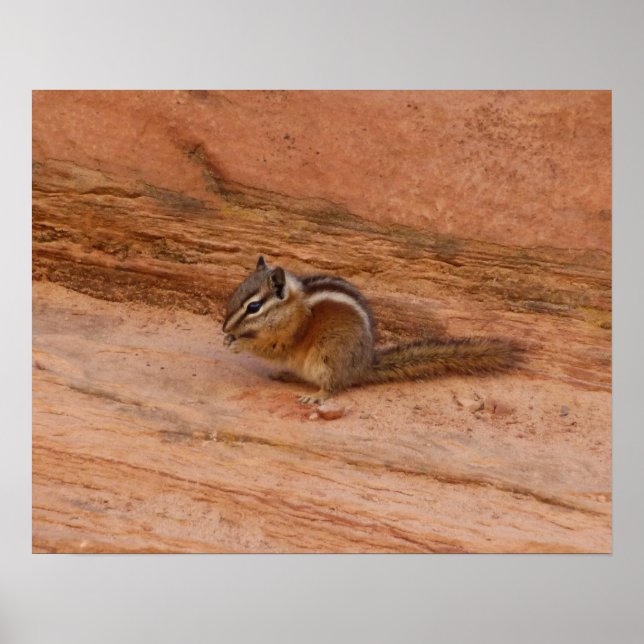 Zion Chipmunk on Red Rocks Poster (Front)