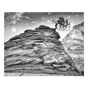 Zion National Park Bonsai Tree Black and White Photo Print