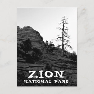 Zion National Park Lone Tree Black White Postcard