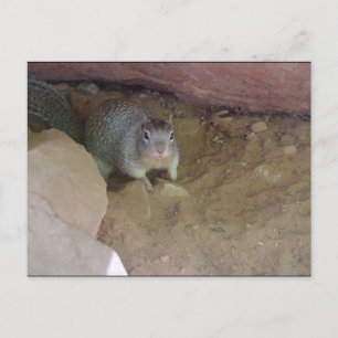 Zion National Park mascot Postcard