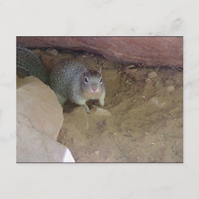 Zion National Park mascot Postcard (Front)