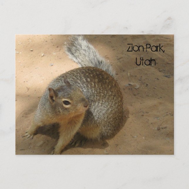 Zion Park, Utah Postcard (Front)