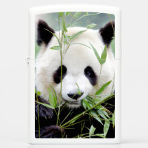 Zippo Lighter Photo giant panda , animals 0399.