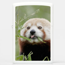 Zippo Lighter Photo red panda , animals 0615.