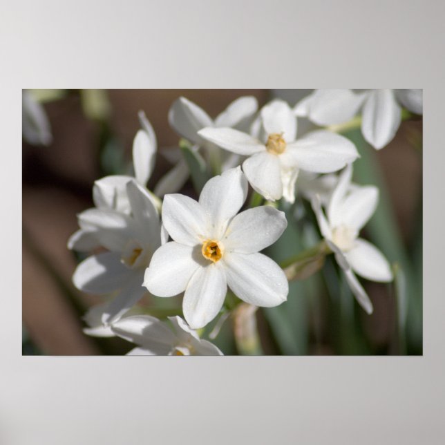 Ziva Paper White Flower Poster (Front)