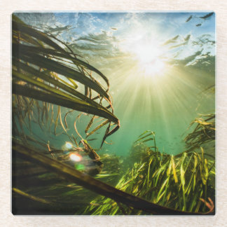 Zizania Texana Glass Coaster