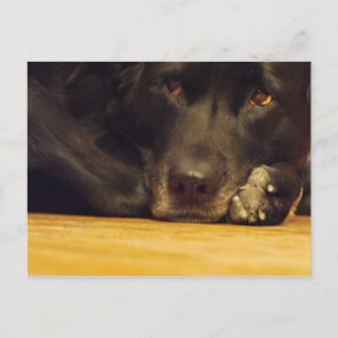 Zoe Postcard