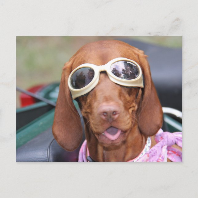 Zoe Ready to Ride Postcard (Front)