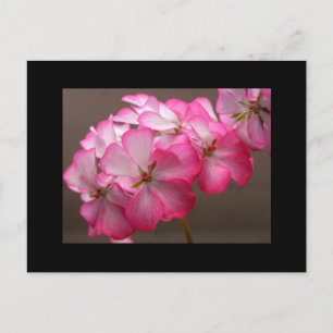 Zonale geranium 'Cattolica' Postcard