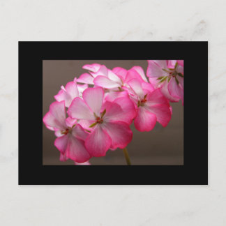 Zonale geranium 'Cattolica' Postcard